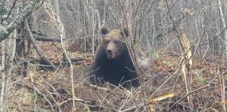 RO-Alert! Urșii a vizitat două localități, azi-noapte