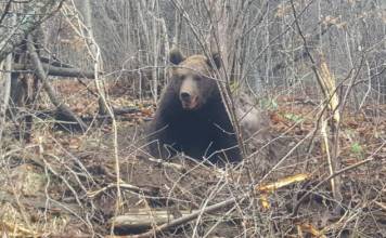RO-Alert! Urșii au vizitat două localități din Bistrița – Năsăud, azi-noapte
