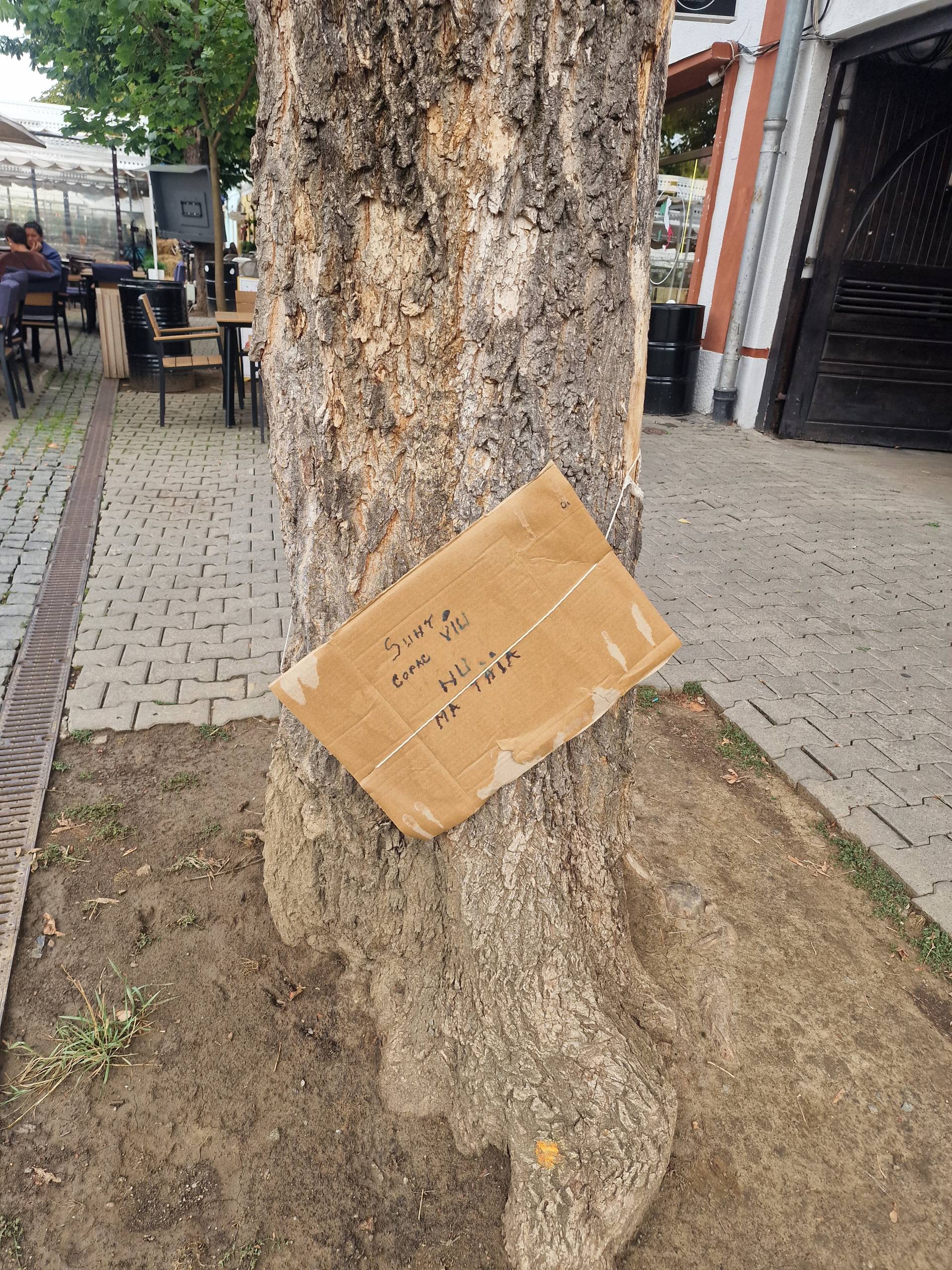 FOTO - ”Protestul” arborilor de pe Pietonal: ”Nu mă tăia! Sunt viu! Trăiesc pe Pietonal!” 2 protest copaci pietonal 2 scaled
