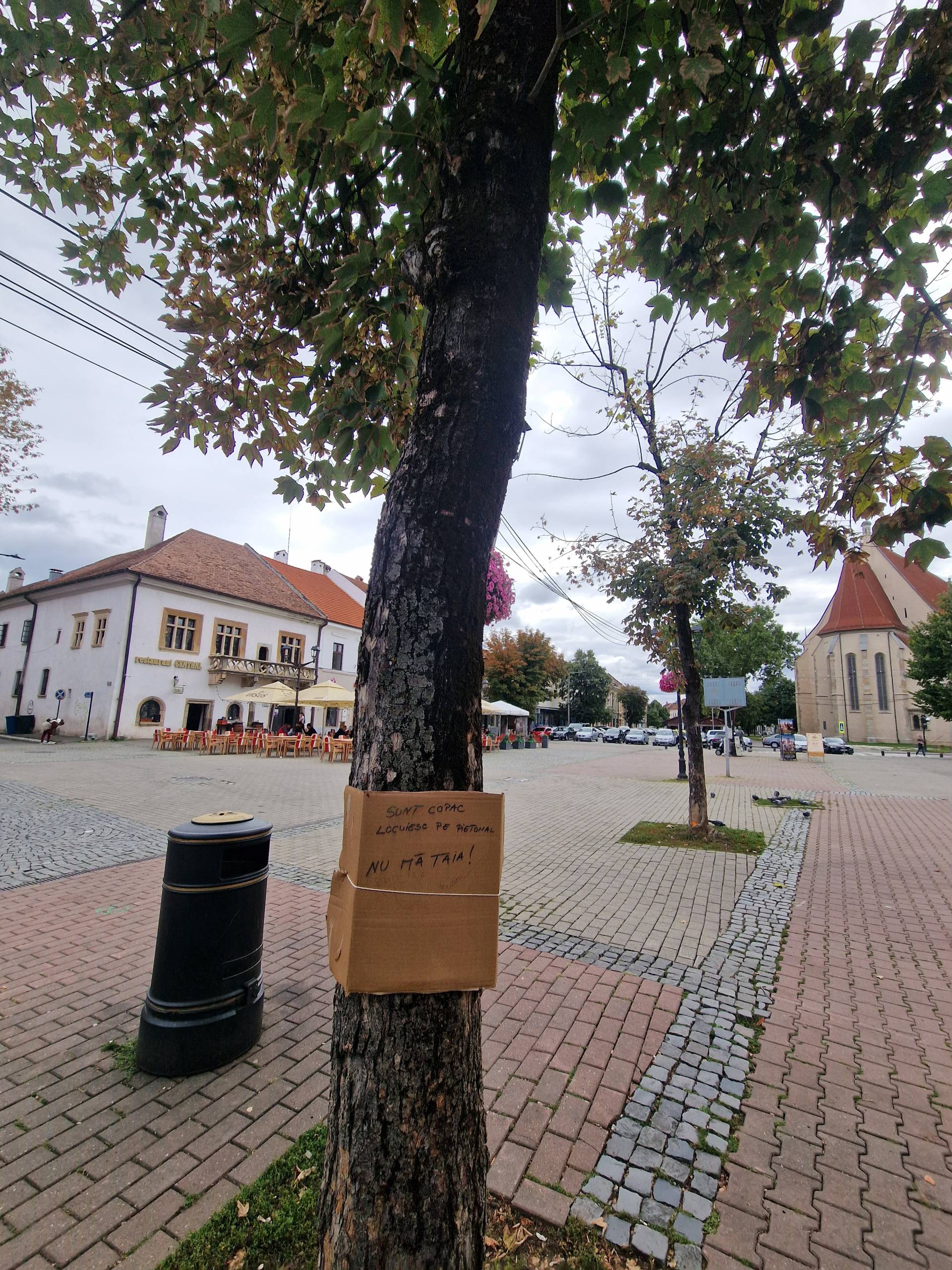 FOTO - ”Protestul” arborilor de pe Pietonal: ”Nu mă tăia! Sunt viu! Trăiesc pe Pietonal!” 4 protest copaci pietonal 4 scaled