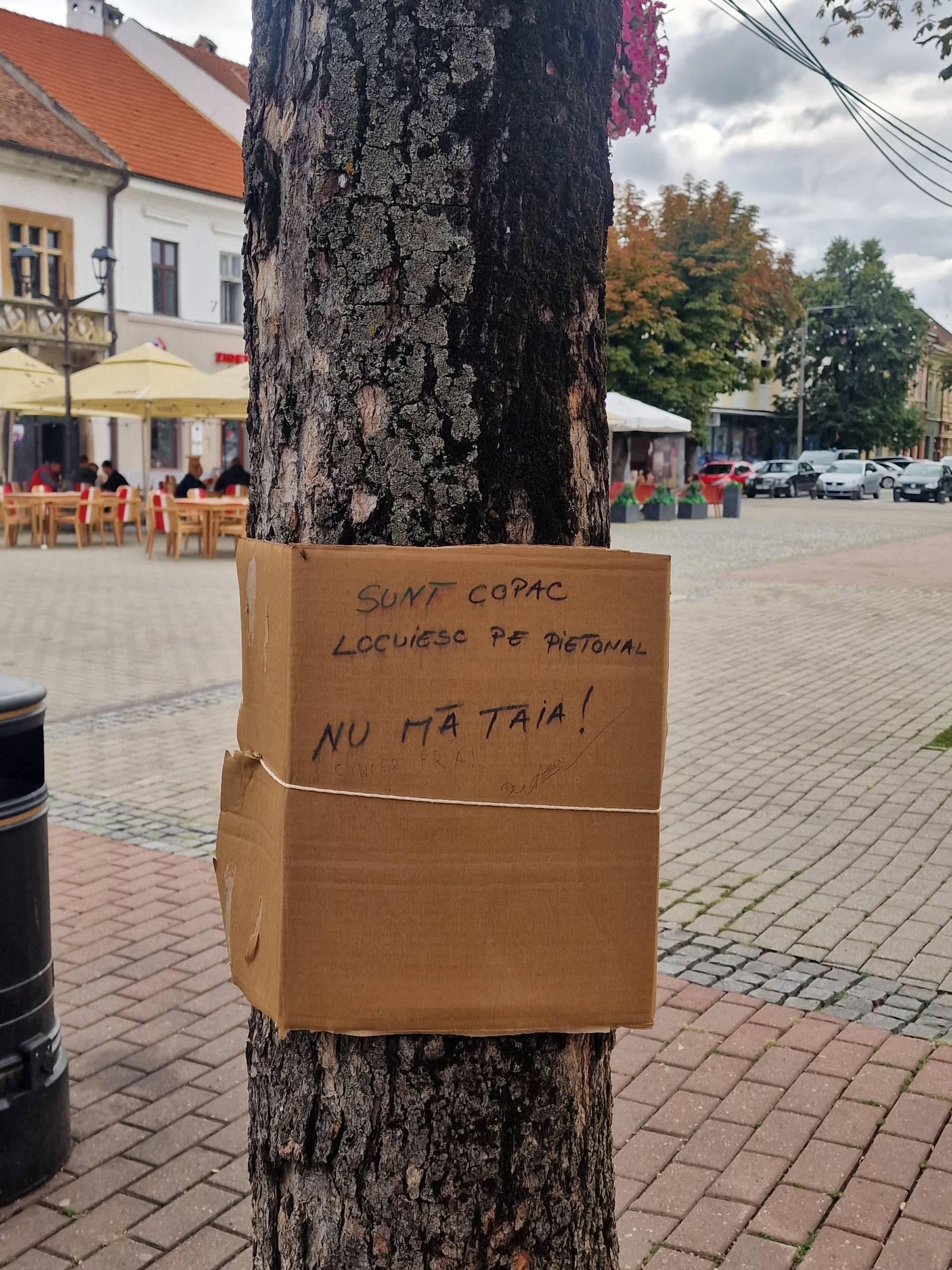 FOTO - ”Protestul” arborilor de pe Pietonal: ”Nu mă tăia! Sunt viu! Trăiesc pe Pietonal!” 3 protest copaci pietonal 5 scaled